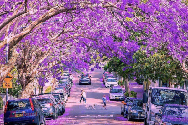 Kirribilli – McDougall St Jacaranda Trees – Sydney – Úc